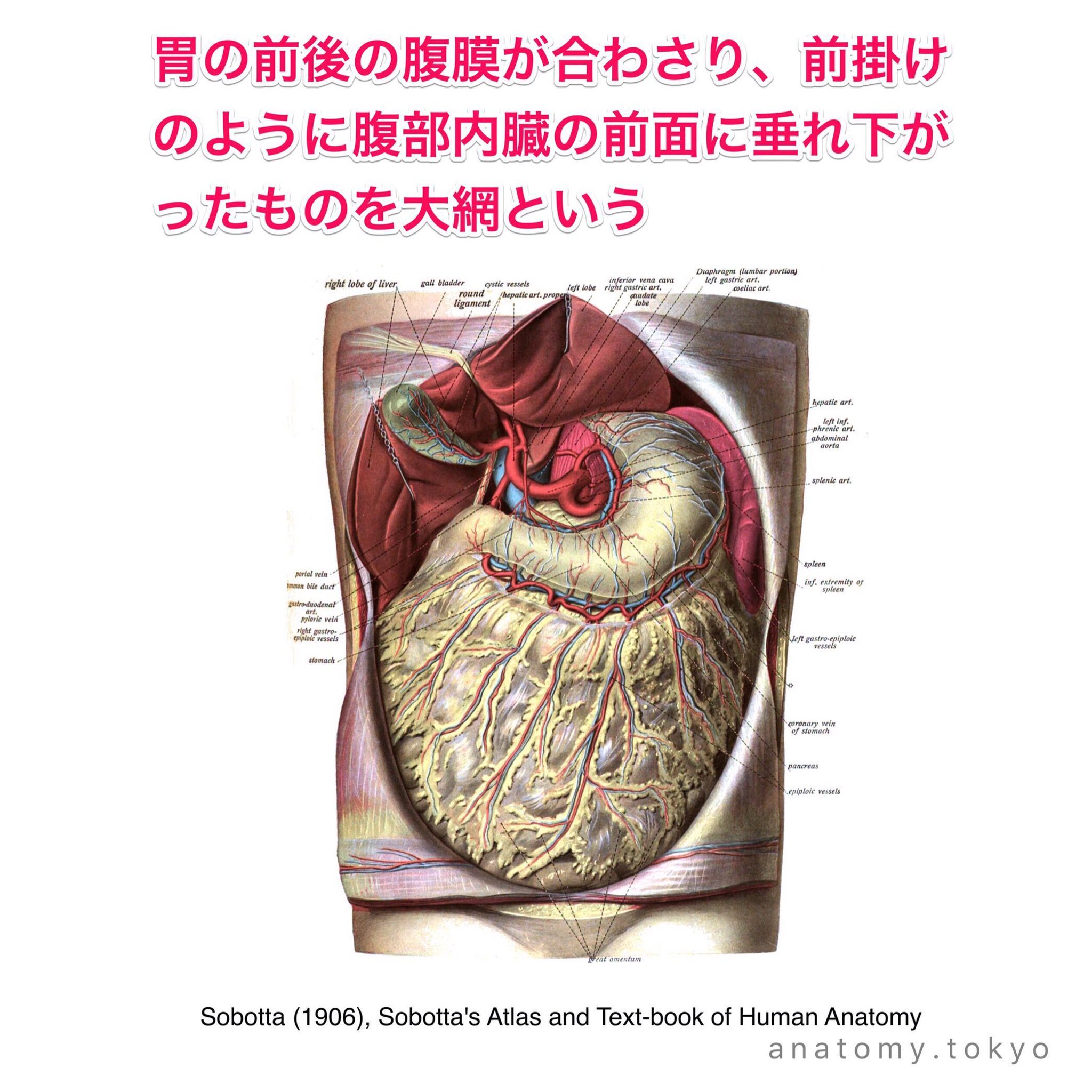 黒澤一弘（かずひろ）解剖学IT教育・指圧師・ラダック on X: 
