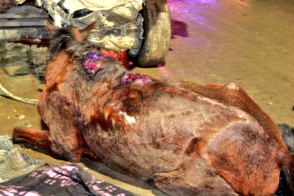 DefAnimalMX's tweet photo. AYUDA URGENTE #Chimalhuacan Caballo en #MaltratoExtremo tirado sobre Zaragoza importante autoridad acuda #CES @propaem_sma @alfredodelmazo @AmbienteEdomex es #Delito, resguarden para poder atenderlo. Nada justifica este trato, ni la necesidad, ni la pobreza #TodaVidaVale https://t.co/0xhglOeuTF