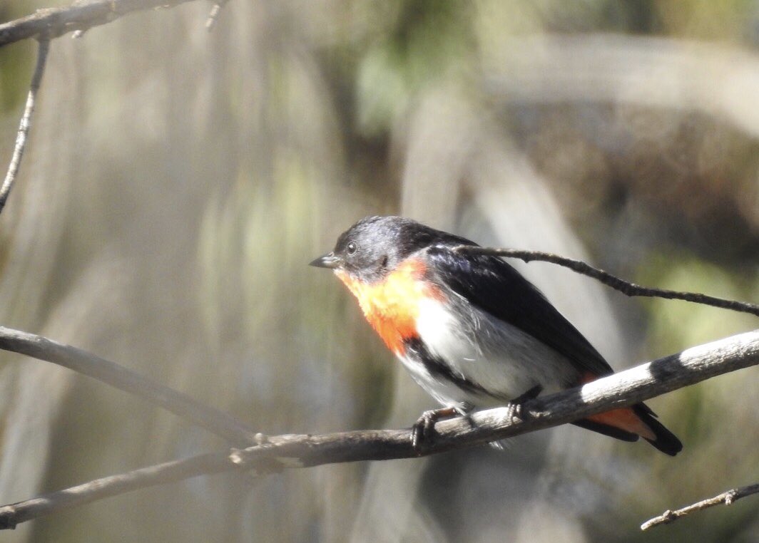 Richard McLellan  / kaarnka (raven/crow - Martu) tweet media
