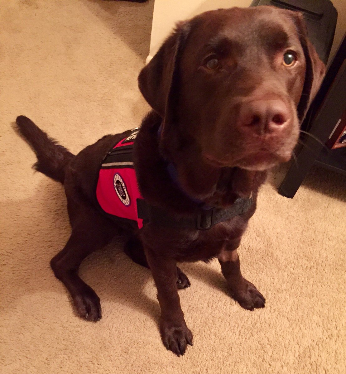 BrodeyNES's tweet photo. Thanks to @WESpolarbears for my new vest! I can’t wait to wear it on my first day of school!😁 https://t.co/EUfOJxtgc3