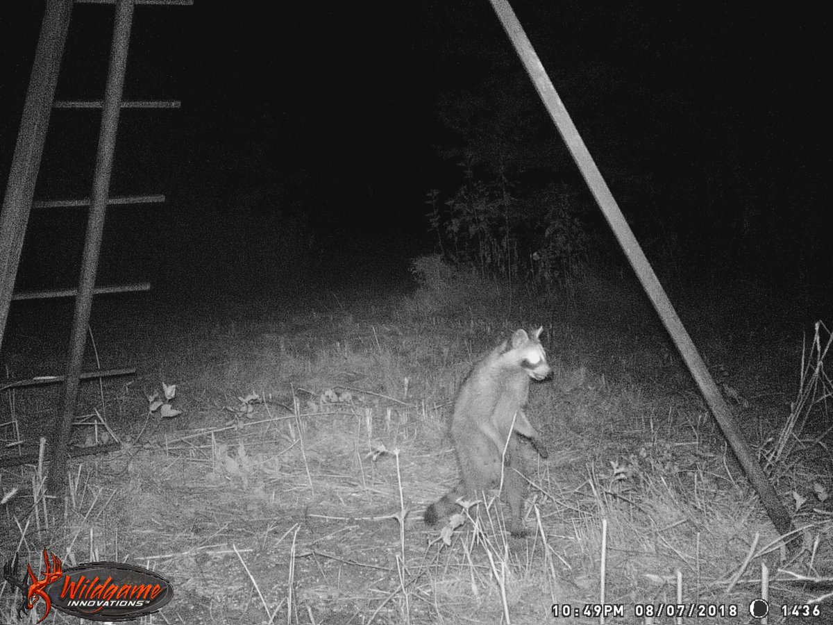 striblingchett's tweet photo. Everyone needs to see the pic of this raccoon walking like a human... 

That is all https://t.co/BgWmalTcXN