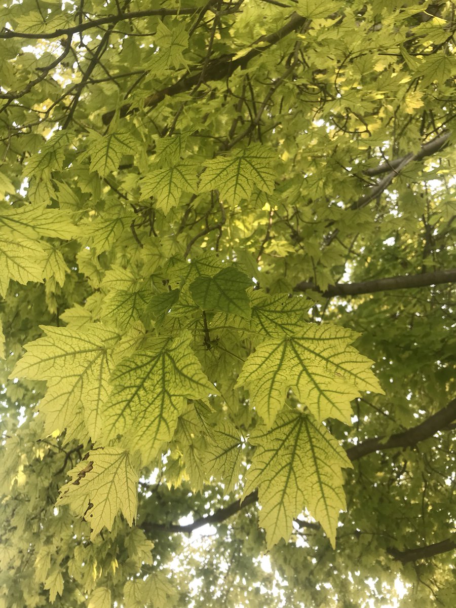 jessenharding's tweet photo. So... my maple tree is slowly dying. We just bought a house (and this tree) and this is what it looks like. I need help! What’s wrong and what do I do?! Located in GI @BYFUNL @unlagrohort @UNLExtension @UrbanAgGuru @MulletManLG https://t.co/7knEVTybpE