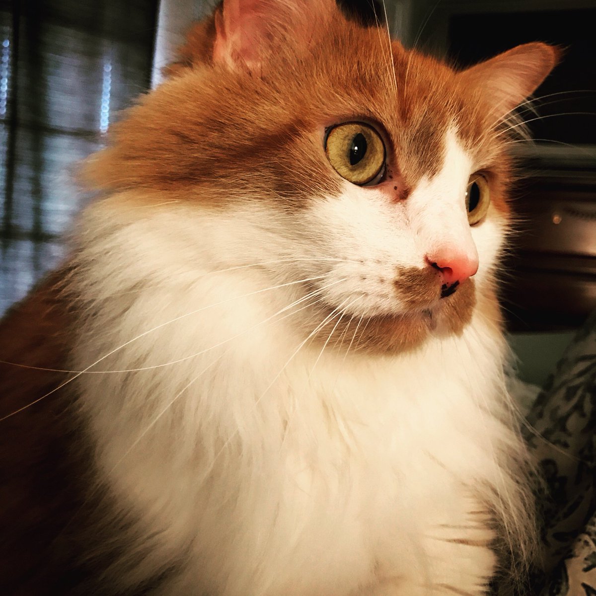 Kasey Hott tweet media