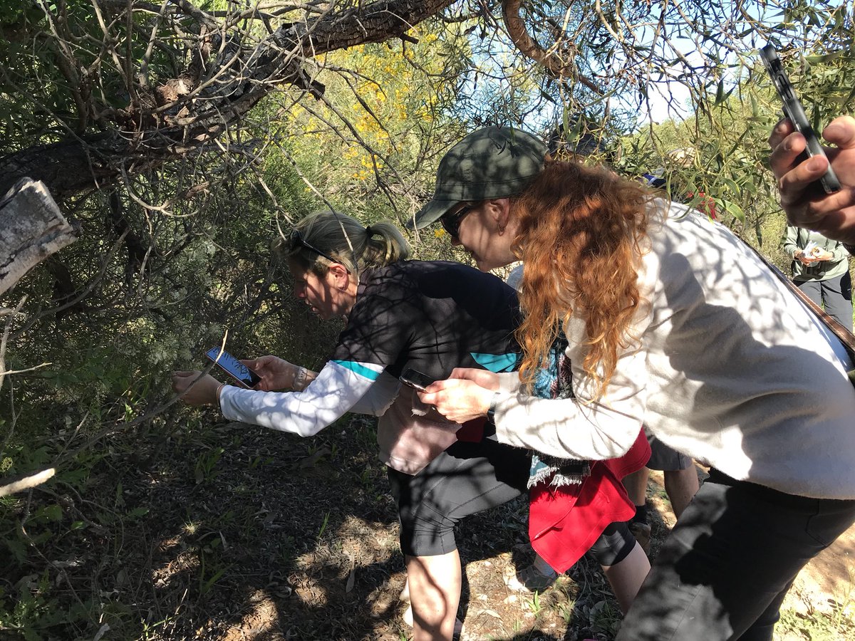 ChapmanRiver Friends (@chapmanrfriends) on Twitter photo Using the fabulous new <a href="/ChapmanRFriends/">ChapmanRiver Friends</a> app: @kat143_au and <a href="/AliceJames99/">Alice James</a> identifying Grevillea biternata in flower Using the fabulous new <a href="/ChapmanRFriends/">ChapmanRiver Friends</a> app: @kat143_au and <a href="/AliceJames99/">Alice James</a> identifying Grevillea biternata in flower
