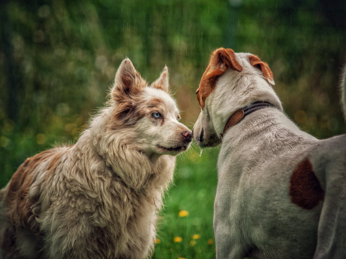 Lynzie Bacchus (@dreamdogtrainer) / Posts / X