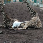チャレンジ精神の塊すぎるｗキリンを食べようとするペリカン!