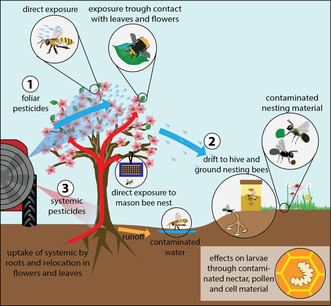 oregonbeeproj's tweet photo. Are you a licensed pesticide applicators working around pollinators and pollinator habitat in the PNW? Check out @OregonStateExt new online and interactive course. https://t.co/BnGYIerLY8 https://t.co/C4qy19fjpL