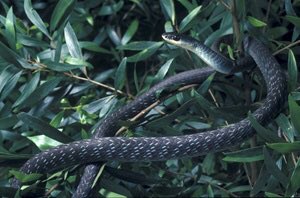 shellbell822's tweet photo. #watchout #snakesintrees #livepd https://t.co/ne5CSOce6F