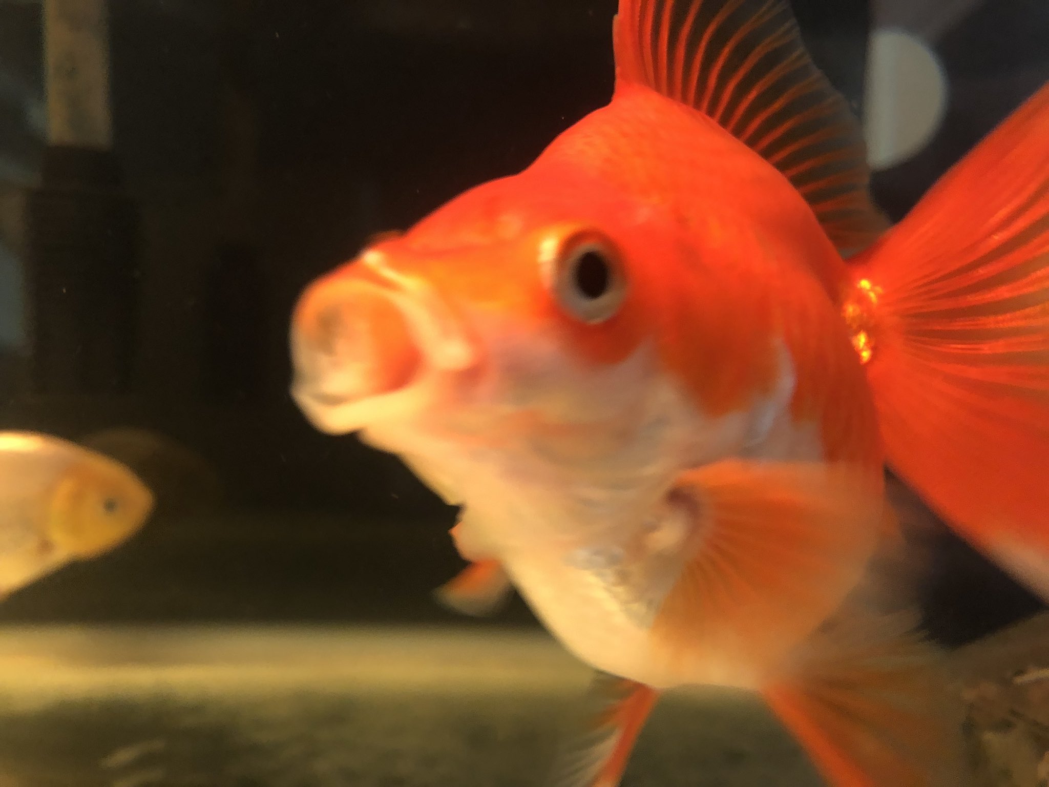 琴介 金魚垢 Kinnsuke03 Twitter