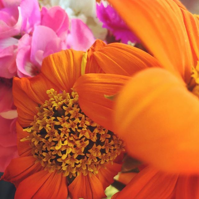 LeahQuinnDesign's tweet photo. When you just have to be thisclose to the flowers to lighten your spirits some. Life is grand yet always bittersweet.
One must take good with bad. Babies will be born while loved ones pass on. 
And while we can’t control our fates we can help to control … https://t.co/ZqKzNdzAIY https://t.co/YHRzBGjajV
