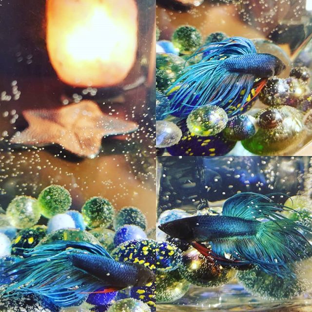 SarahYEG's tweet photo. Meet Charlie, my new #fish baby 🐠 💙
.
.
.
#bettafish #love https://t.co/0W9rJrWRF9 https://t.co/MNY9wNWhxK
