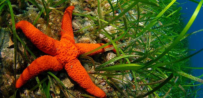 MCharterPoint's tweet photo. If you find a starfish do not remove it from the water, it is a stressful situation for them and they also do not survive more than a few minutes.

#mallorca ⭐ https://t.co/rHoIqlKL9l