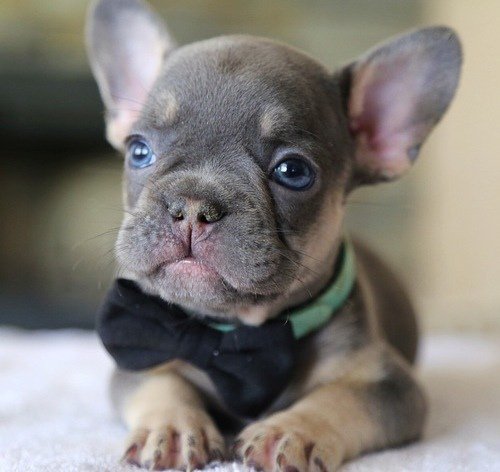 how much do french bulldog puppies sell for