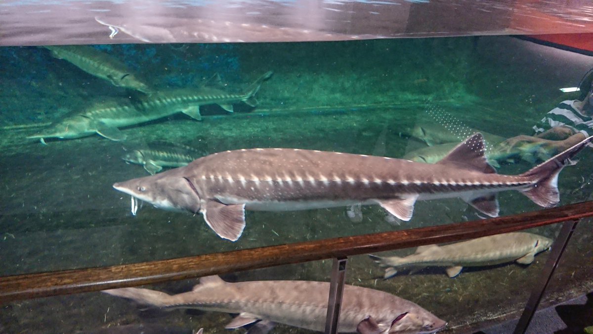 おてつ 琵琶湖博物館 ものすごく久しぶりに行ったんやけど 750円安っ って充実ぶりやった