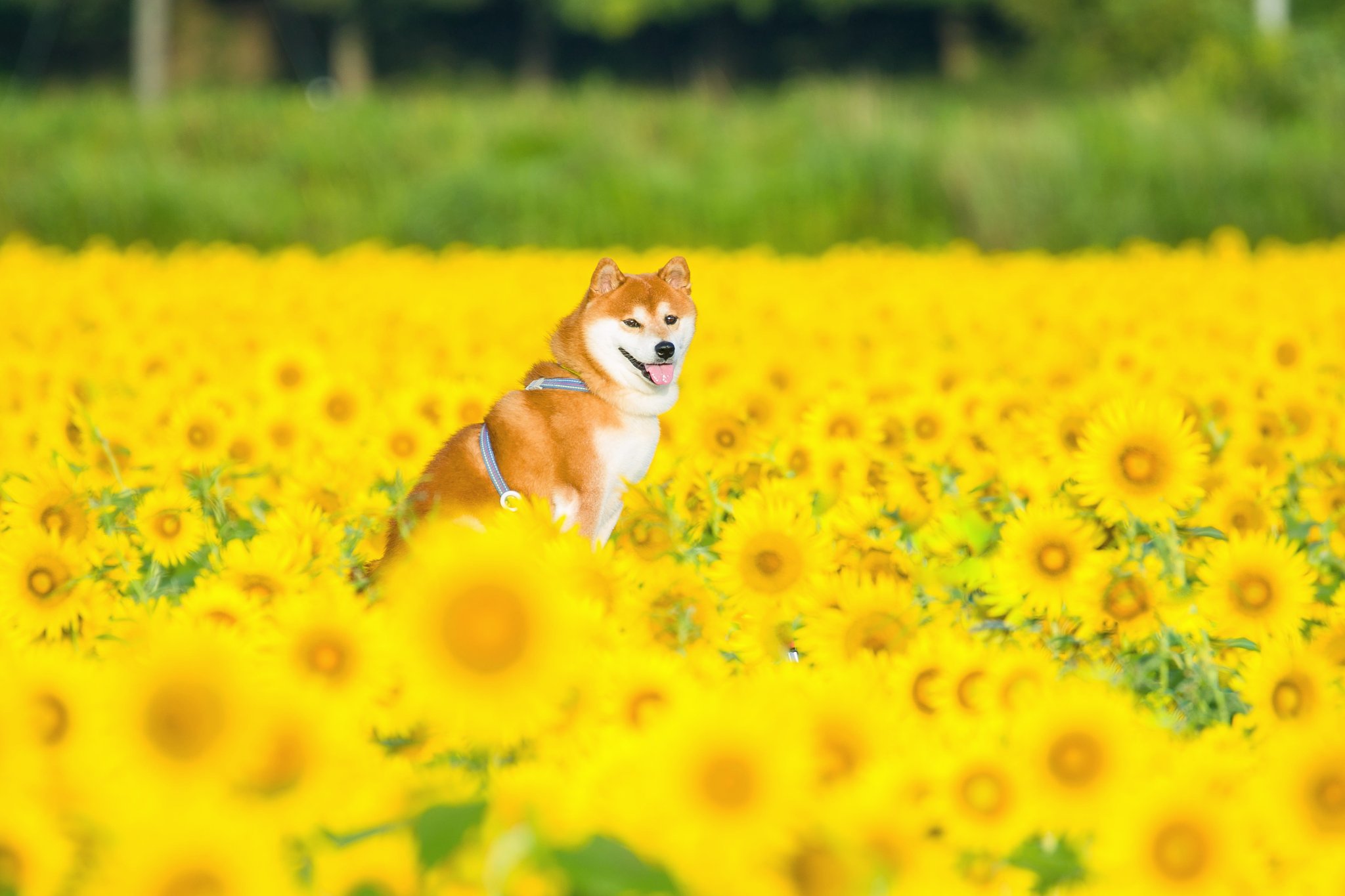 Issy Rider 愛犬達が可愛すぎて辛い 在 Twitter 上 その者青き首輪 ハーネス をまといて 金色の野に降り立つべし 明日までですよー 栃木はいいぞ 栃木の魅力発信し隊 柴犬 柴犬はいいぞ Photographers710 P710犬部 柴 Shibainu Shiba 日本犬 Shibe