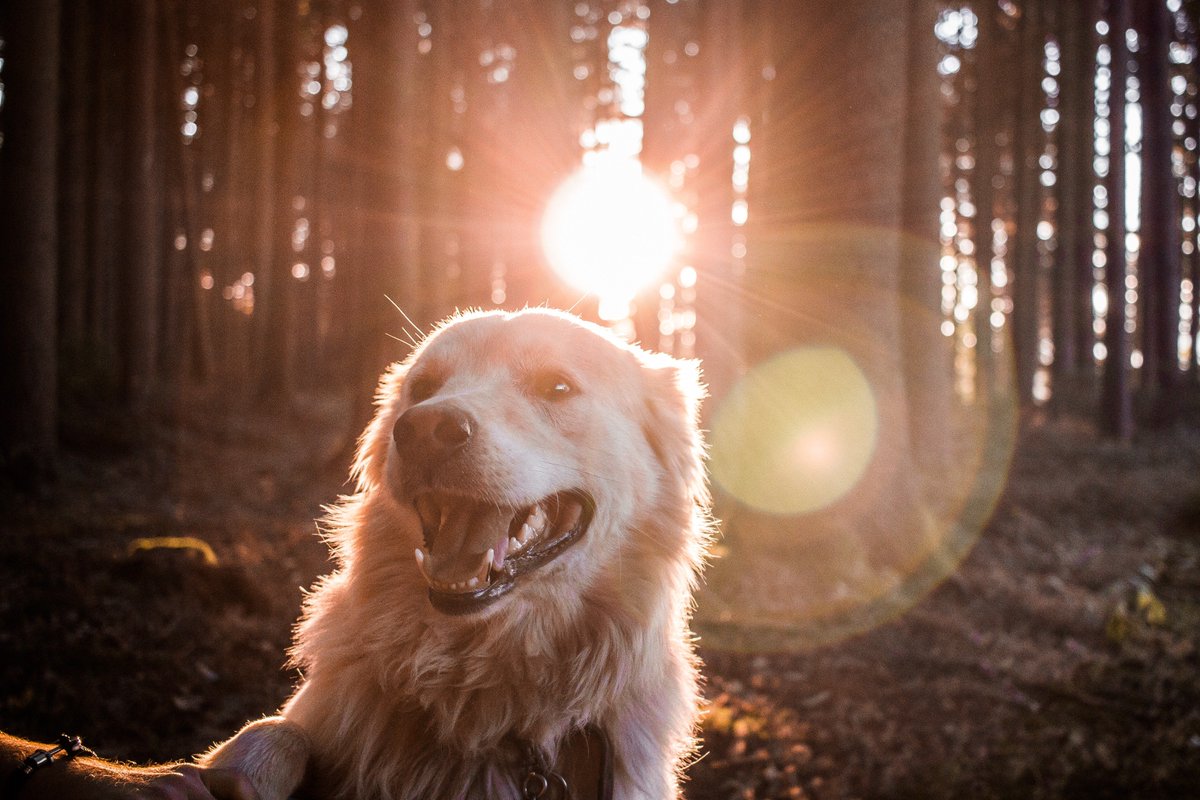 DogsPhoto1's tweet photo. https://t.co/IpOZLD3ciL