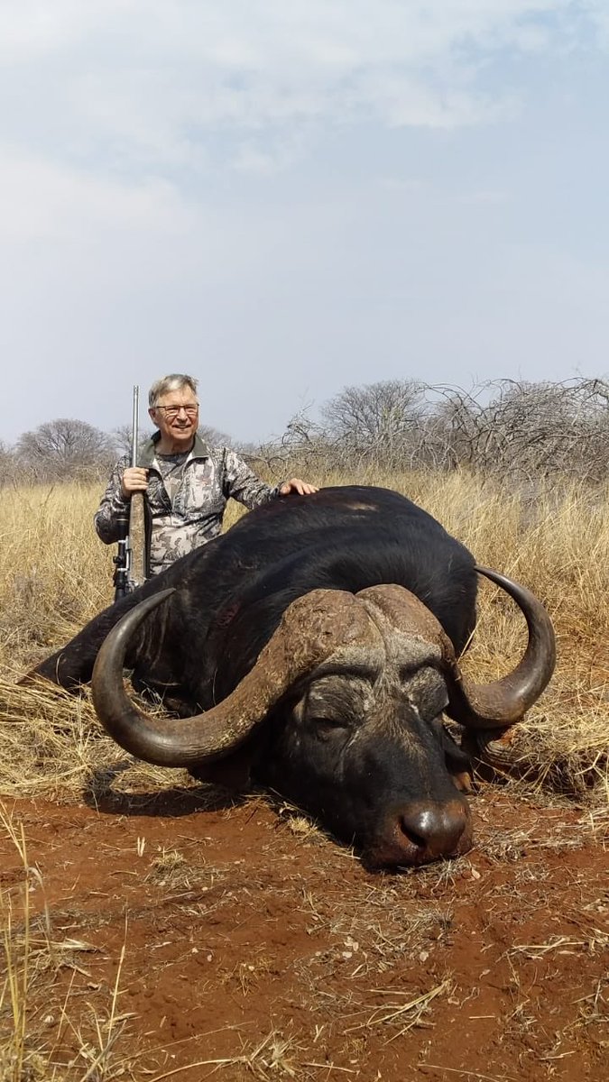 lhclaassen's tweet photo. #buffalo bull hunted at @Shelanti by a American Hunter. The bull measured 44 1/2 inch #rolandward #buffalohunting @cutmaker @BakkiesBotha4 https://t.co/iVJFQZkjtH