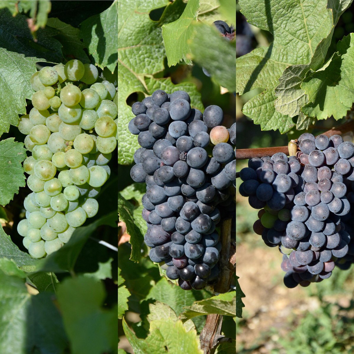 tevchampagne's tweet photo. Les dates sont arrêtées 👁
Début des #vendanges2018 dès lundi en #champagne. 
Bonnes vendanges à tout nos adhérents et aux autres exploitations 👋
#cooperation @Feuillatte_fr #cvcnf #uppcvcnf #vineyard #wine #summer #winetasting #winemaker https://t.co/7Xobjq1Cbe