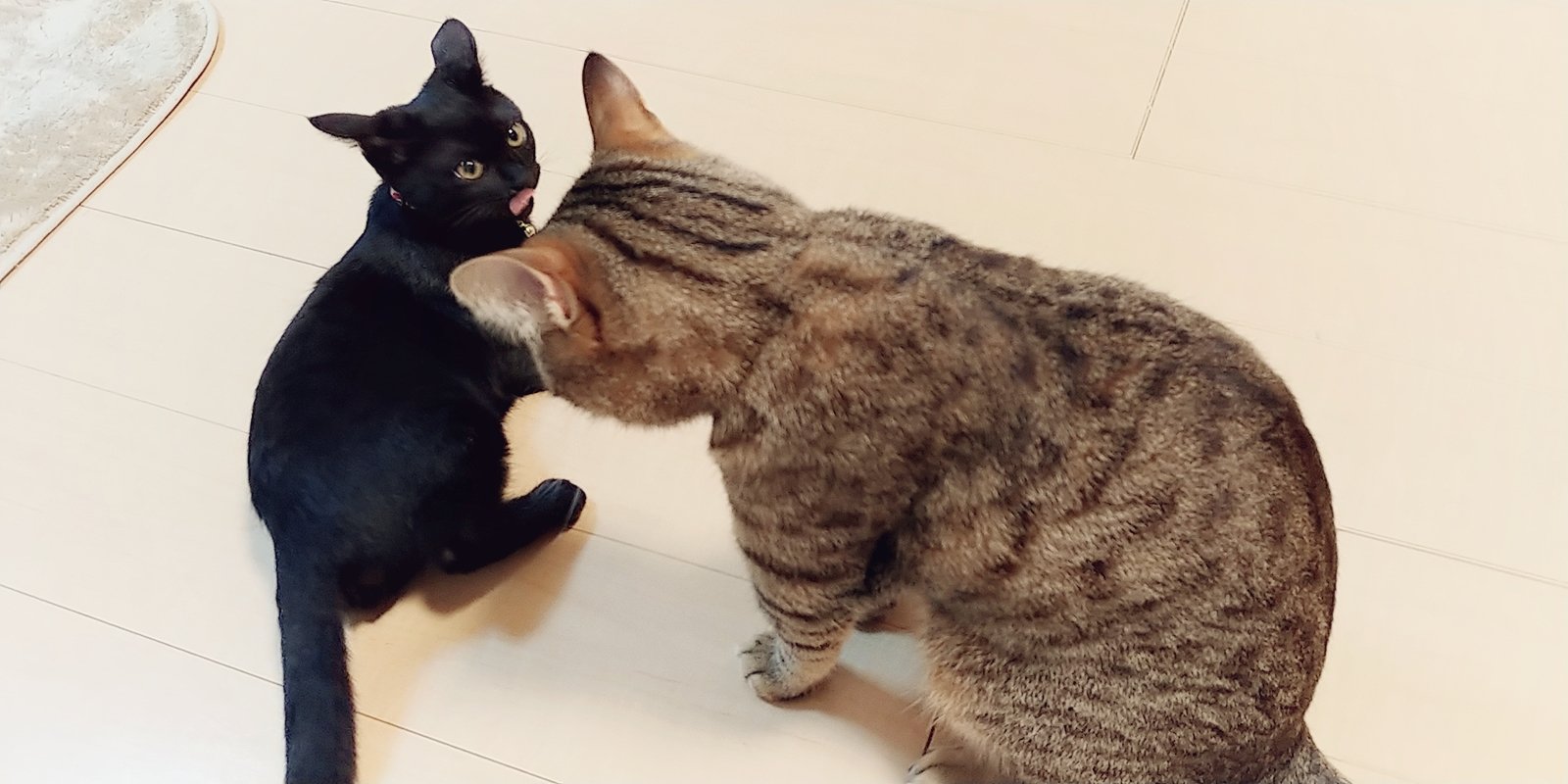 ☆欲張り工房様☆専用！！キジトラ猫ちゃんと黒猫ちゃん ☆欲張り工房様☆専用！！キジトラ猫ちゃんと黒猫ちゃん 羊毛