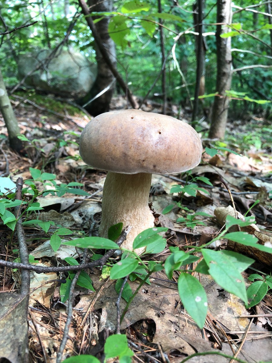 online Man’s participation in God’s perfections according to Saint Gregory of