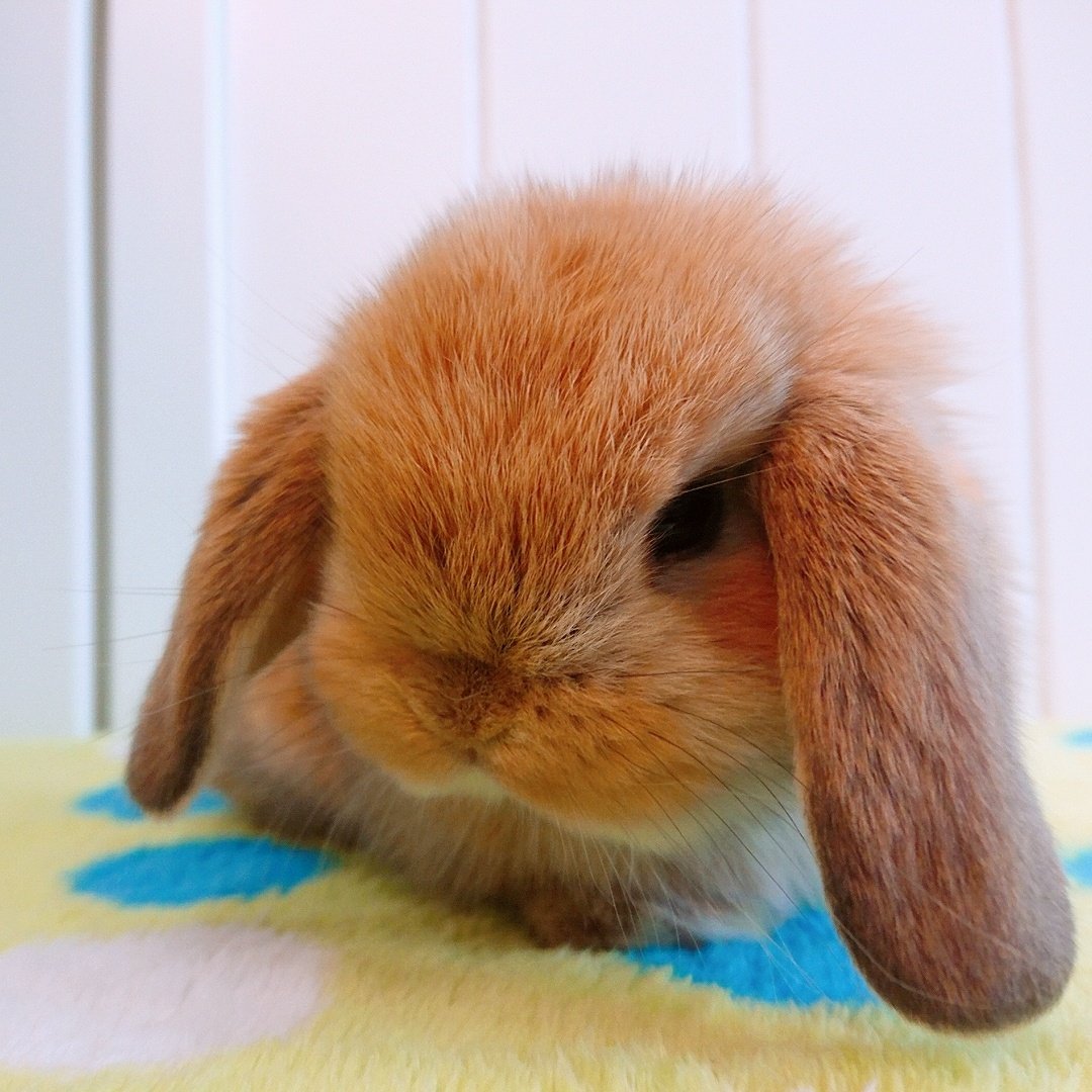 🐰支倉町店🐰

7/24 うまれ
ホーランドロップ
トート＆オレンジ
ご予約受付中です✨

パパはショー入賞の経験もあるセラーノ君です😍