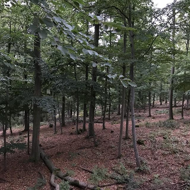 Waidmannsheil allen die gerade Ansitzen und dabei erleben, das die Natur erwacht. #bockjagd #outdoor #meinjagderlebnis #forrest #hunting  ift.tt/2L5pkA7