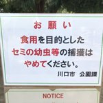 思わず二度見する？川口市ではセミの幼虫を捕獲して食べない様にとの注意書きがあるｗ