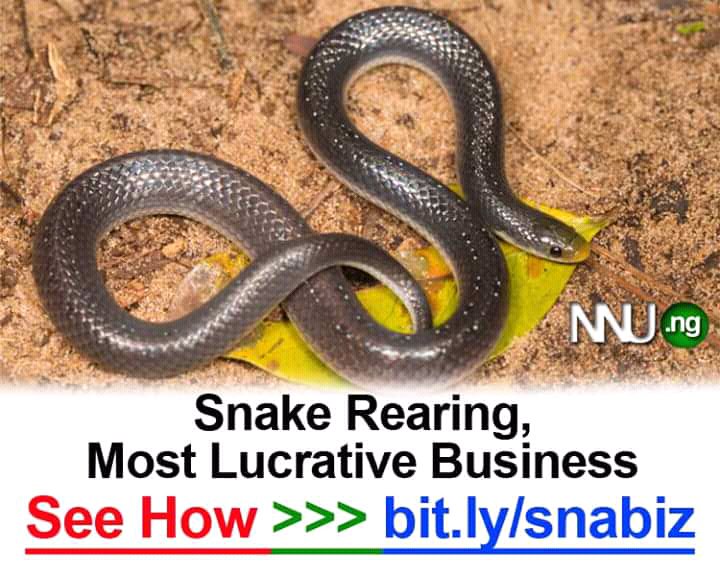 Johnbasil123's tweet photo. #NNU_Income - Snake Rearing,  Most Lucrative Business - See How >>> https://t.co/jkGSXfXo77 https://t.co/qw0cZuw1bQ