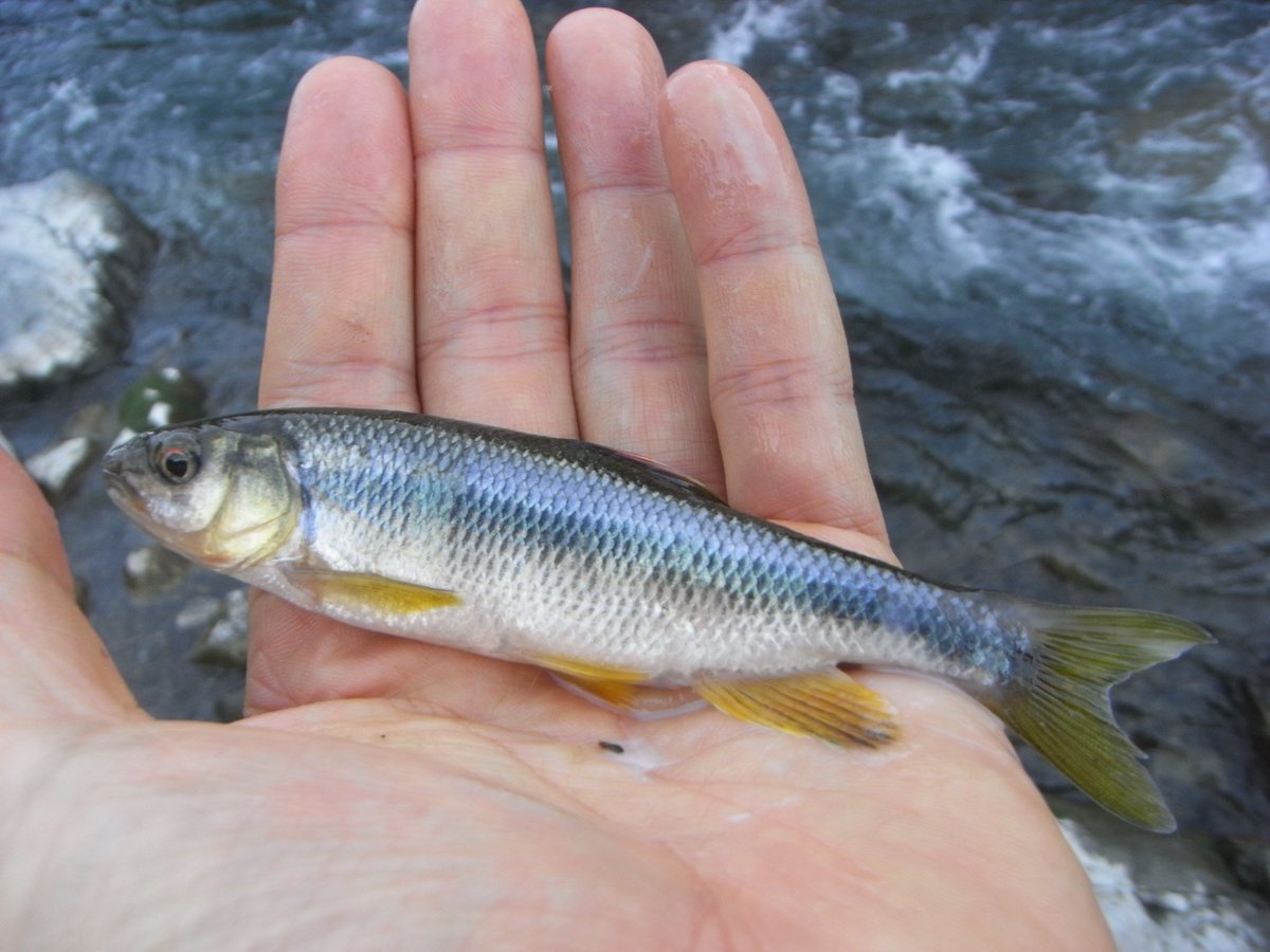 ふじ 今年はウグイは釣れなかったがハヤが大漁 本命じゃないんだけど釣れると嬉しい