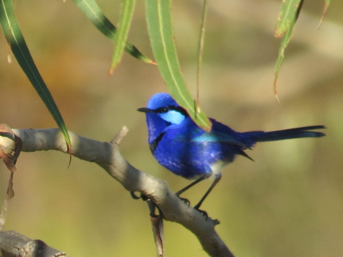 Birdlife MidwestGero 🦅 (@birdlifemidwest) on Twitter photo Male Splendid Fairywren - Nukara, Chapman Valley
📷 by <a href="/BirdlifeMidwest/">Birdlife MidwestGero 🦅</a>-Geraldton member Mike Clarke
#WildOz #birds #birding Male Splendid Fairywren - Nukara, Chapman Valley
📷 by <a href="/BirdlifeMidwest/">Birdlife MidwestGero 🦅</a>-Geraldton member Mike Clarke
#WildOz #birds #birding