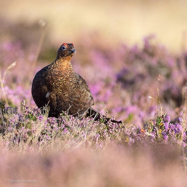 Hoping there’s still heather waiting for me in the @northyorkmoors 😭 rain predicted all tomorrow was hoping for a nice dawn walk but didn’t bring my rain cover silly me... 🌧 . . . #grouse #redgrouse #bird #birding #birds #birdsofinstagram #heather #m… ift.tt/2vSzCyH