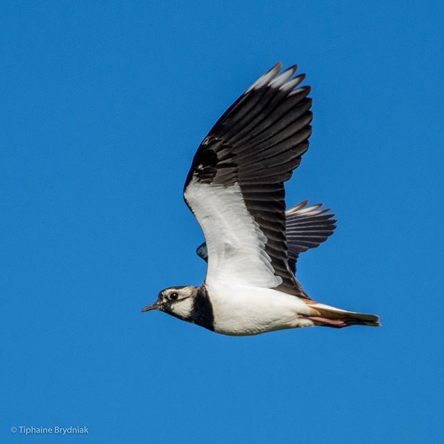 Sorry I’ve been away and haven’t really touched my phone... but guess where I’m going away today! @northyorkmoors where this lovely #lapwing was photographed, and one of my very favourite places ❤️ . . . #bird #birds #birding #birdsinflight #birdsofi… ift.tt/2nKDrBL