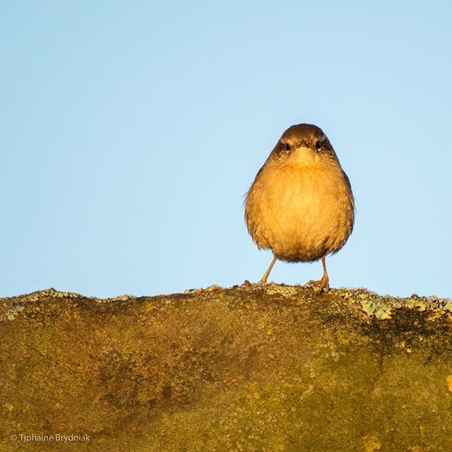 PhotoTiphaine's tweet photo. Sorry I’ve been away and not really touched my phone but today I’m off to the @northyorkmoors where I took this photo of this moody #wren - not such a morning bird 😛
.
.
.
#bird #birding #birds #birdsofinstagram #nature #naturelovers #nationalpark #n… https://t.co/W0QHrigO1e https://t.co/685SYgcUCt