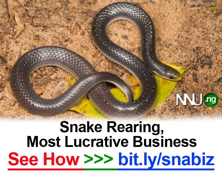 #NNU_Income - Snake Rearing,  Most Lucrative Business - See How >>> bit.ly/snabiz