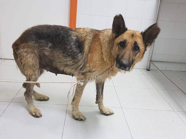 SosAbuelos1's tweet image. ALMERIA (UNOS 8 AÑOS).
ENCONTRADA CON LA PIEL EN MAL ESTADO, POR UNA  INFECCION POR PULGAS
SE LLEVA BIEN CON PERROS Y  GATOS. ES BUENA Y CARIÑOSA. YA ES HORA DE QUE SEA UNA PERRINA QUERIDA Y  CUIDADA. PUEDES DARLA UN HOGAR?.
608879032
facebook.com/SOS.Abuelos/po…