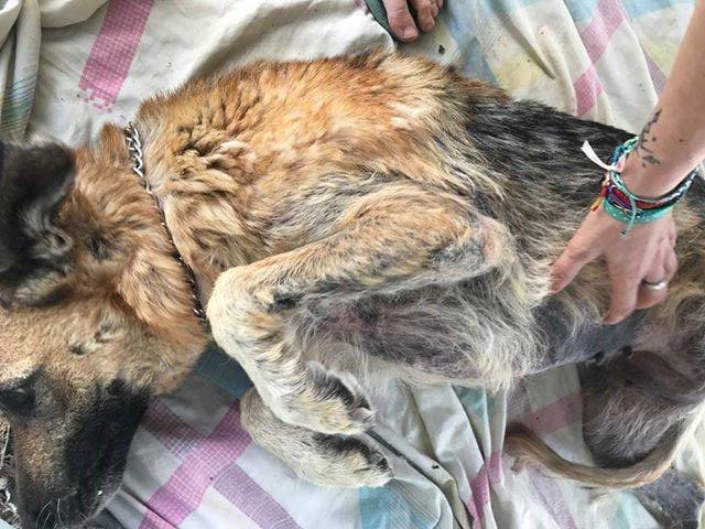 SosAbuelos1's tweet image. ALMERIA (UNOS 8 AÑOS).
ENCONTRADA CON LA PIEL EN MAL ESTADO, POR UNA  INFECCION POR PULGAS
SE LLEVA BIEN CON PERROS Y  GATOS. ES BUENA Y CARIÑOSA. YA ES HORA DE QUE SEA UNA PERRINA QUERIDA Y  CUIDADA. PUEDES DARLA UN HOGAR?.
608879032
facebook.com/SOS.Abuelos/po…