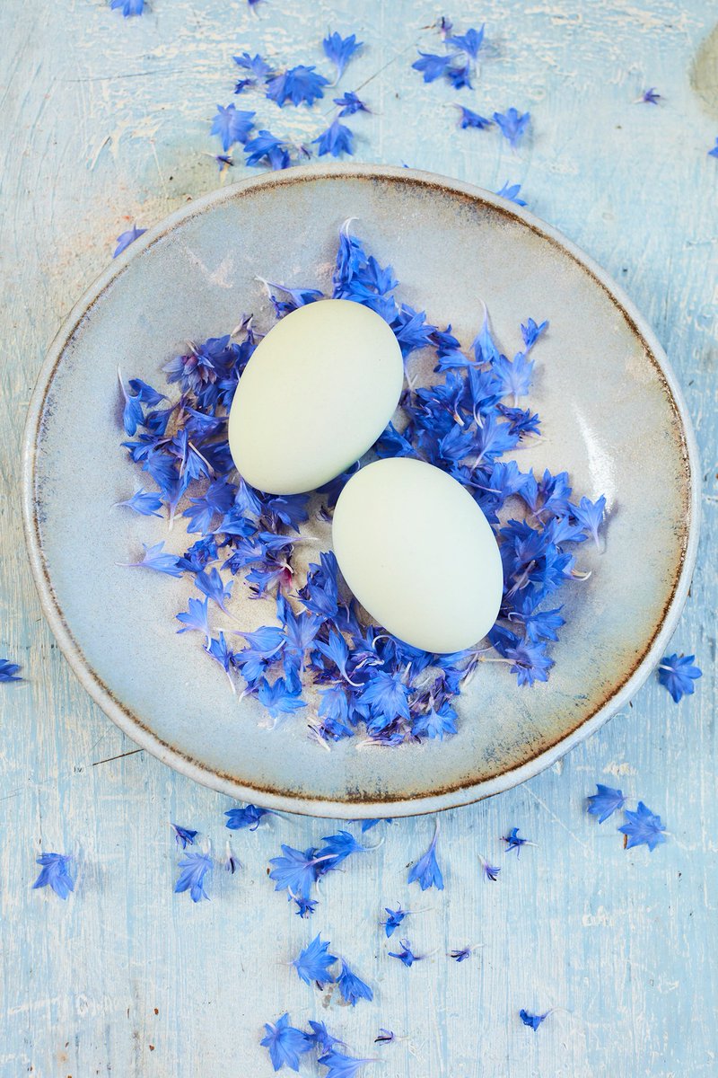 Our Old Cotswold Legbar eggs are known for their beautiful blue shells Their rich creamy yolks have a dense flavour, making them perfect for poaching and frying 🍳💙Find your nearest Old Cotswold Legbars stockist here: ow.ly/CIPV50ibfsG #breakfast #clarencecourt