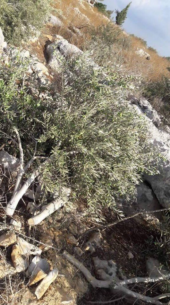 Israeli Settlers (who  #Lieberman calls Israel’s “defence wall”) have destroyed dozens of olive trees South of Jenin #StateSponsoredTerrorism. @IntlCrimCourt  #GroupPalestine #قروب_فلسطيني