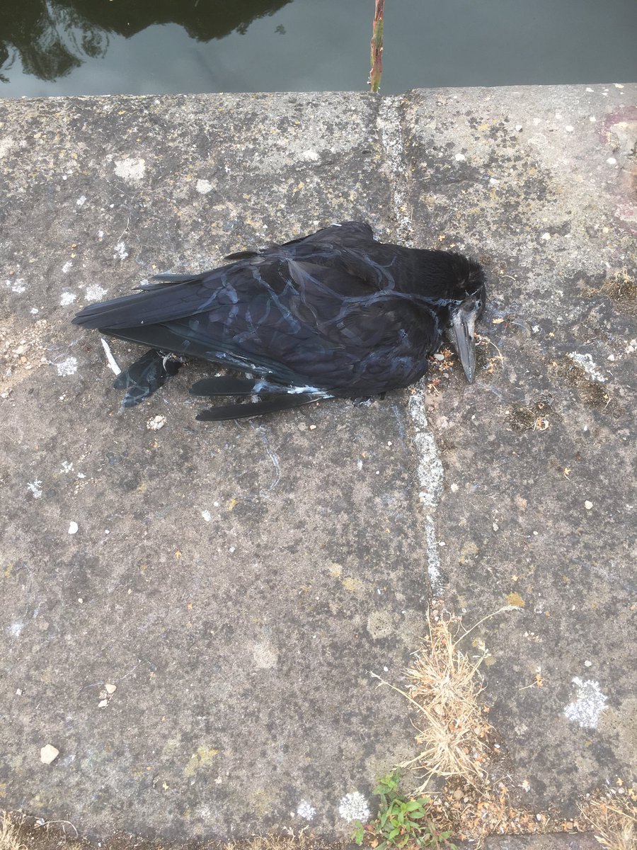 #SawleyLock has lost its resident crow, he must have tried to be helpful to CRT and paid the ultimate price!