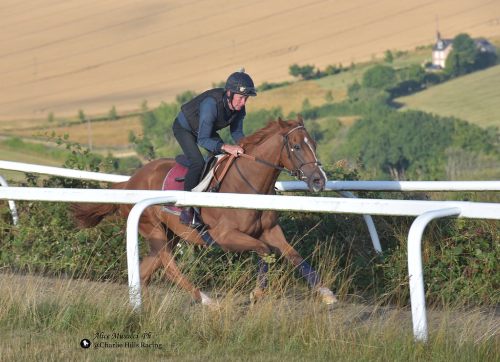 Charlie Hills on Twitter: "One a quiet Saturday for us we have Khaadem running @NewmarketRace ...