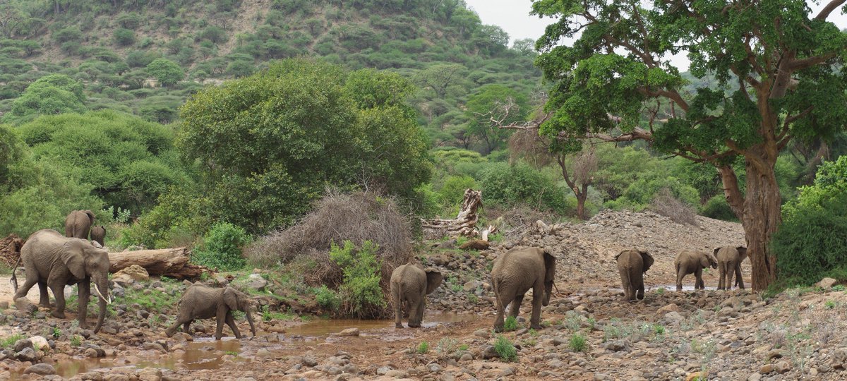 This adventure tour will take you to the breathtaking #LakeManyaraNationalPark, which is home to a wonderful assortment of habitats & the #Birds.

Here you can see the #Elephants and #Giraffe; Manyara is often visited for an afternoon’s game drive on the way to #Ngorongoro.
