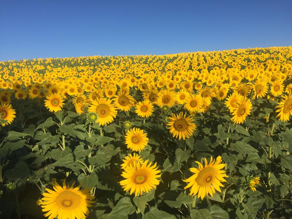 rustyrockets's tweet photo. My favourite flowers. And no one else's. https://t.co/KkYeT1sQhg