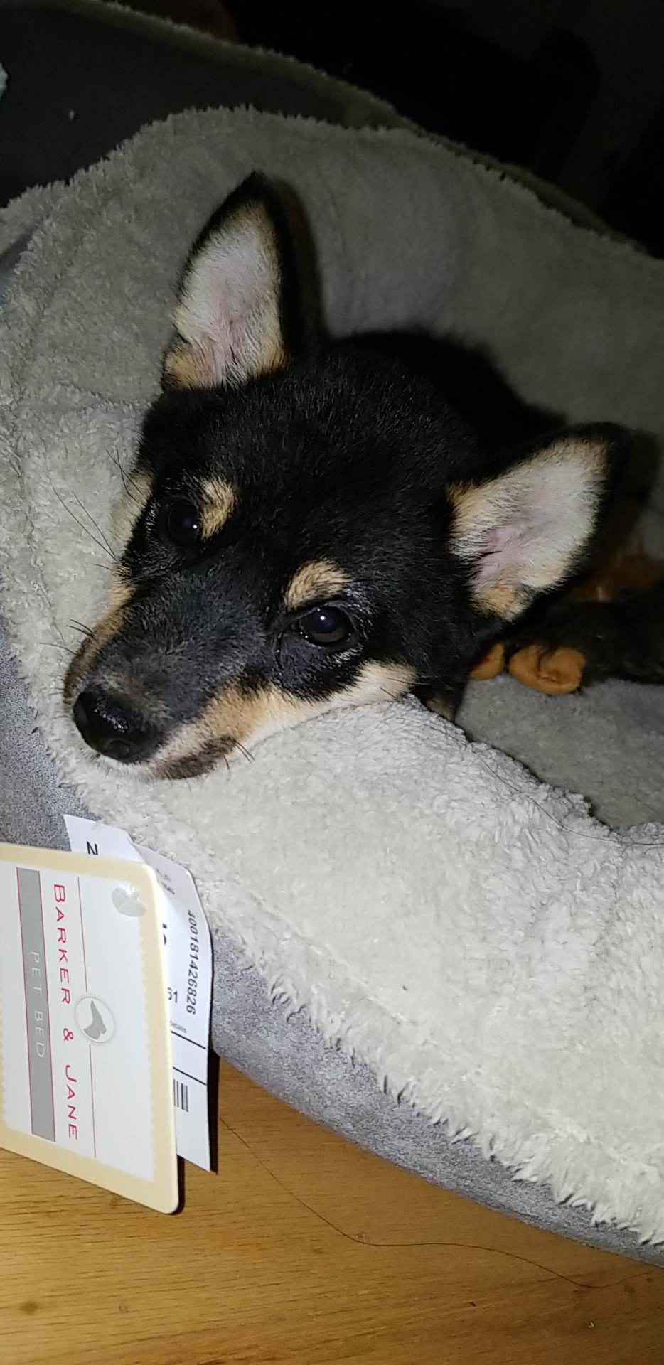 barker and jane dog bed