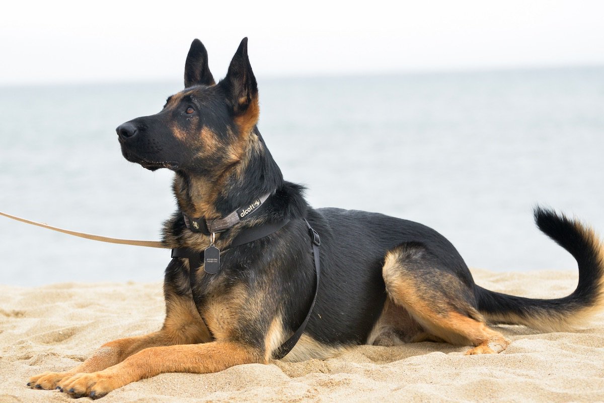 Yahtzee is a big, handsome 2 year old boy who loves people. Yahtzee does well with other dogs. He loves to play chase with his ball. He has basic obedience skills down and walks nicely on leash.
bayareagsr.org/available-dogs…
#AdoptDontShop #GSD #RescueDogs