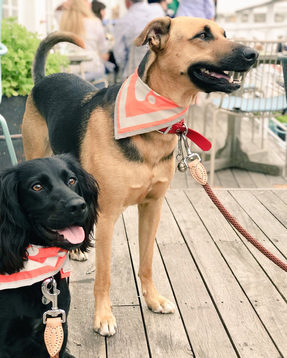 TheK9CapersCo's tweet photo. Wonderful circular walk from Gerrans to Towan &amp; back followed by a yummy lunch at the super #dogfriendly @hoteltresanton (&amp; #Pawsforcake dog treats #madeinCornwall for the pups - #thankyou) 😊😋🐾 

#StMawes #Dogwalkingwithbellson #K9 #K9Capers 
https://t.co/OEkztCpc3O https://t.co/dtMz6nJfMS