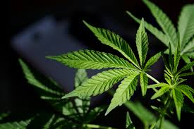 PHDServices's tweet photo. RT @DentaCrate: RT @ontarioodha: Recreational #marijuana can potentially improve quality of life and psychosocial symptoms for patients with newly diagnosed head and neck cancer (via @JAMA_current) https://t.co/2rRoriUl88… https://t.co/6goztoD13j