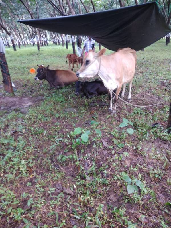 InfiniteFireOrg's tweet photo. In spite of devastation caused by floods, Kerala, India rescue groups are determined to save as many lives as possible #infinitefireinc #keralafloods #rescuinganimals https://t.co/2hg0A1XZGj https://t.co/WtPj6dOKD0