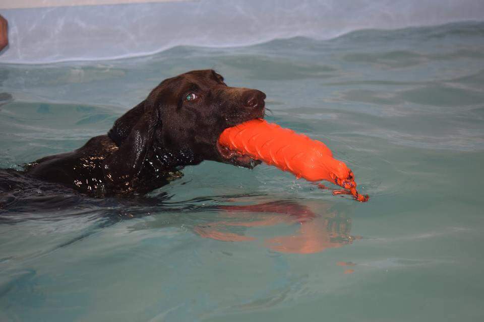 PawsitivePooch1's tweet photo. Another fun day 😀
Some gundogs practicing their water retrieves the pool is ideal for gundog training especially training them not to drop the dummy coming out of the water and delivering to hand 😀 https://t.co/JL90RNtZF5