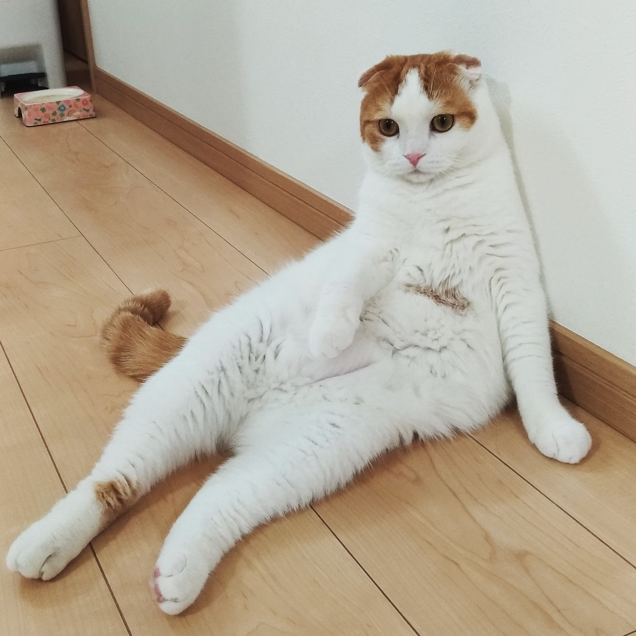 まる よっこいしょ ねこ ネコ 猫 おすわり猫 T Co Sembssfpgz Twitter