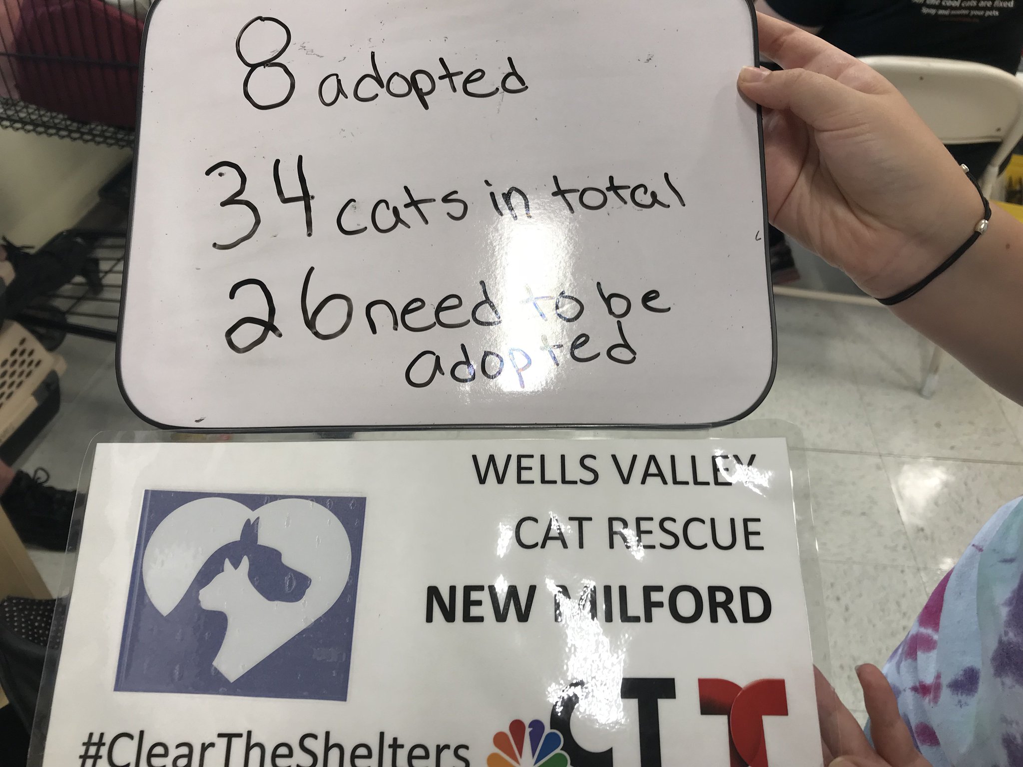 wells valley cat rescue